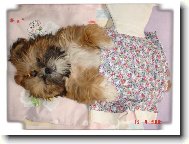 Ps� miminko
