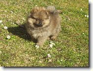 N�meck� �pic mal� - Floky Sandir�