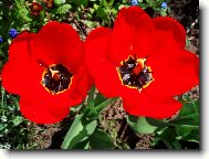 tulip�n