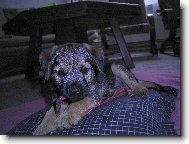 Argo Horsk� Lovec
