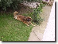 C�zarik