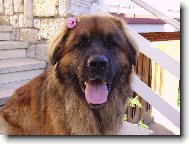 C�zar