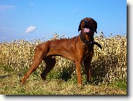 Alf�k