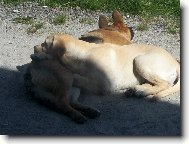 Odpoledn� siesta.