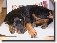 ned�ln� siesta