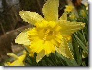 Narcis-kv�t