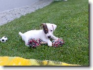 �t���tko