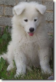 Andy II. - v�ce na www.uandyho.blog.cz
