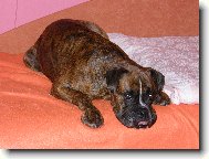 Blondy po ob�d�