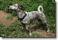 Pras�tko Annie