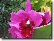  BLC. Guanmian City "Black Flower