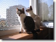 Mici a �i��k
