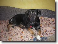 Bandog A�a