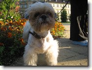 Na�e Lilly
