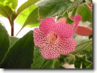 kohleria r��ov�