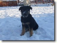 Rex�k