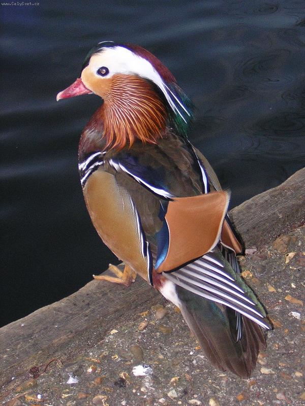 Foto: The bird