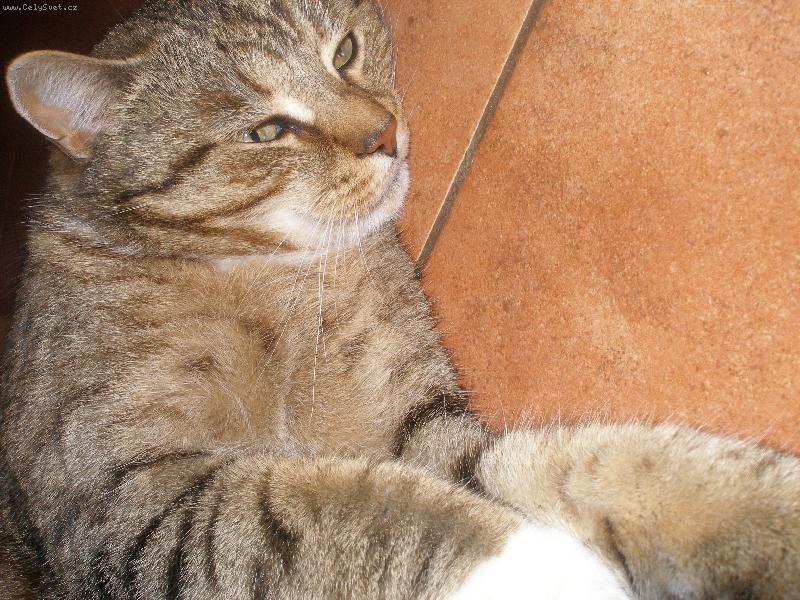 Foto: Pono�ka