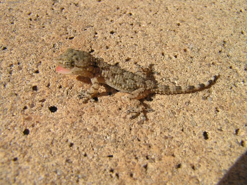 Foto: Gekonek
