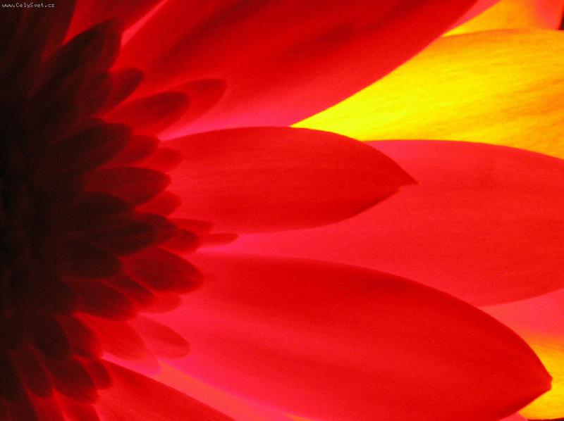 Foto: Gerbera