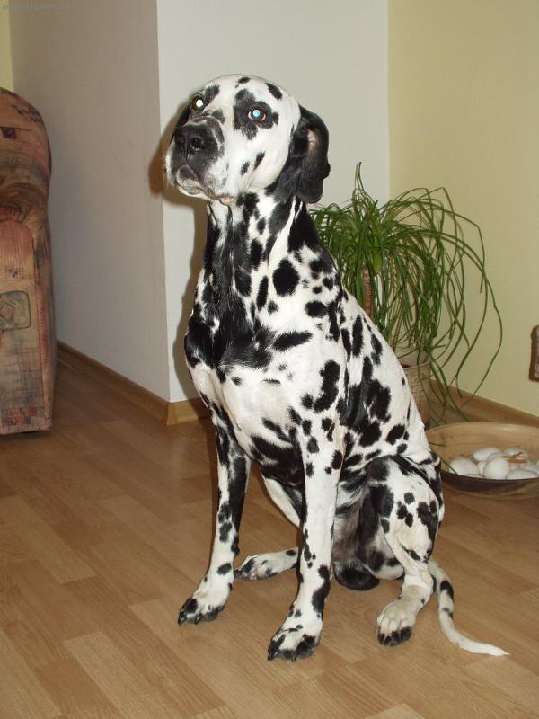 Foto: Dalmatin