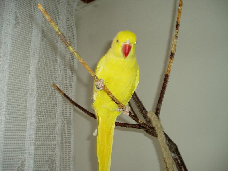 Foto: Ferda