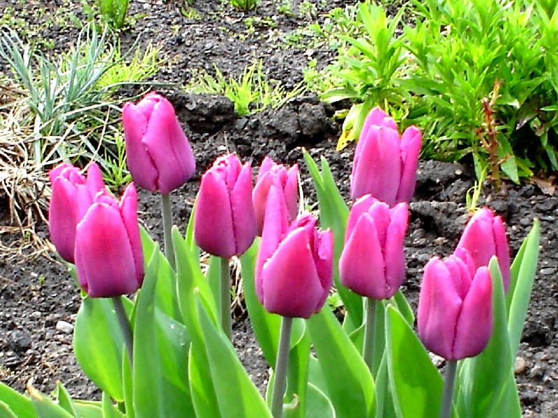 Foto: tulip�ny