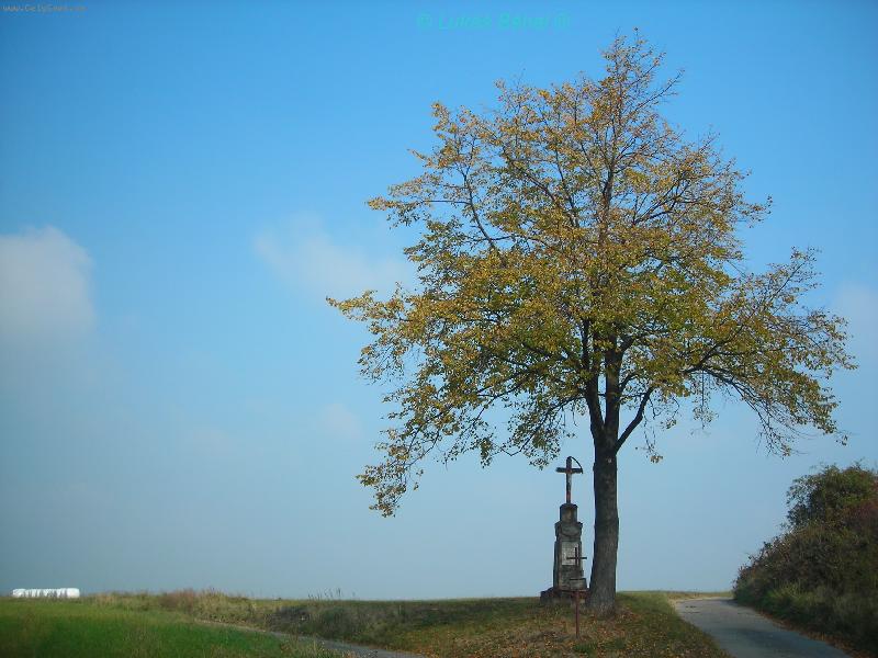 Foto: strom :)