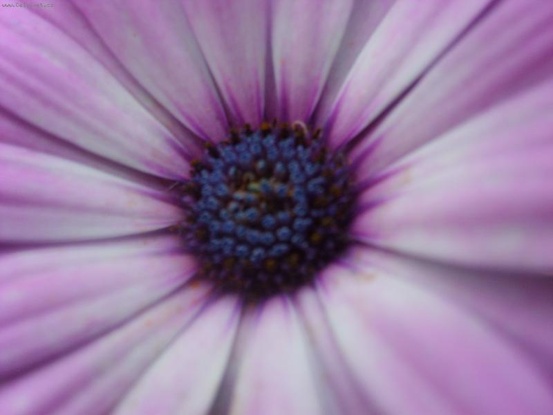 Foto: ostroporea