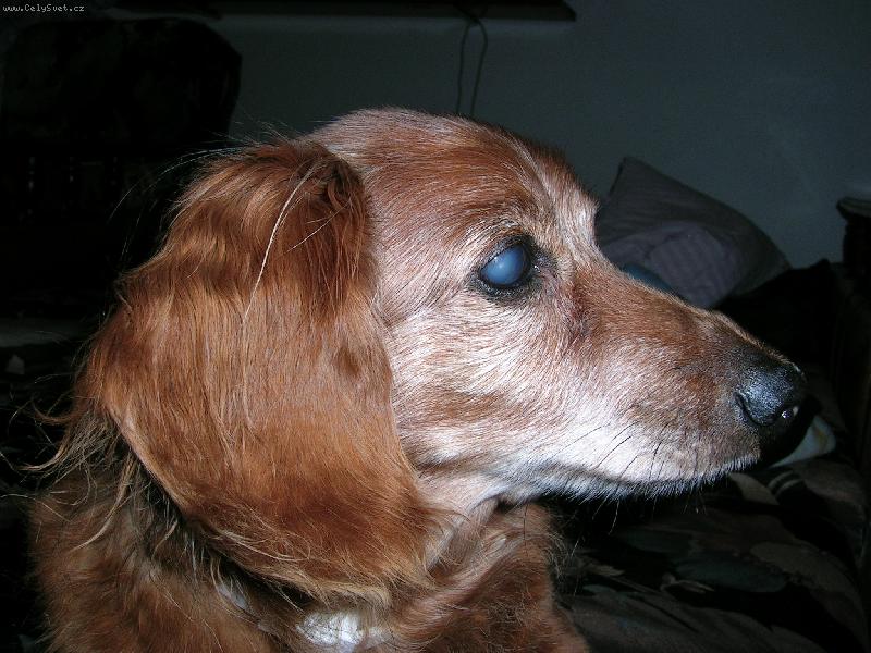 Foto: Pedro-profil
