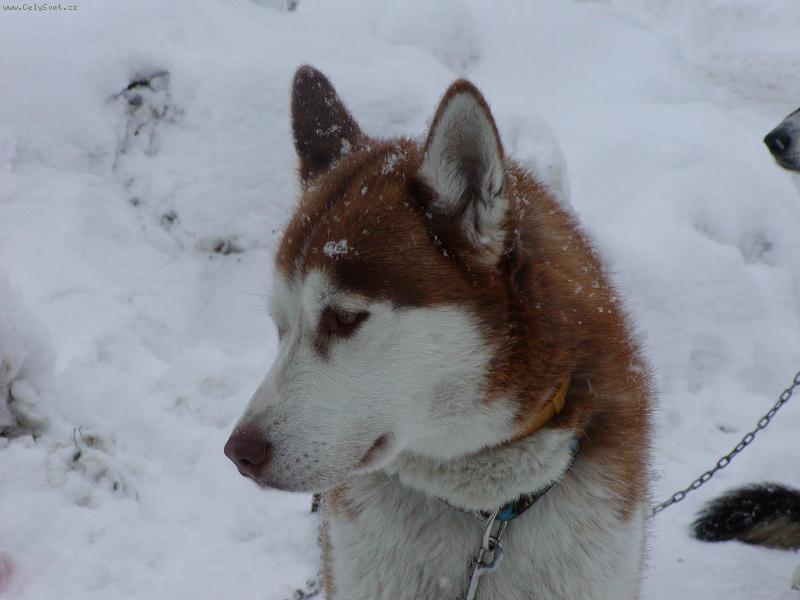 Foto: na sn�hu