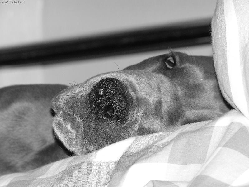 Foto: siesta
