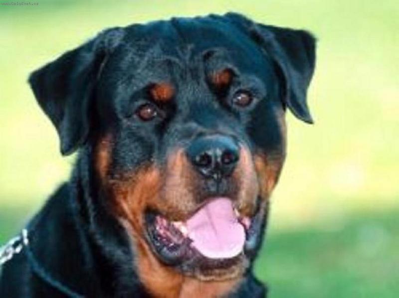 Foto: Baron