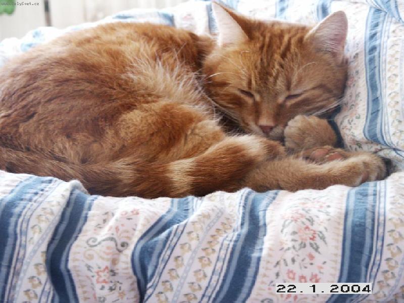 Foto: Siesta