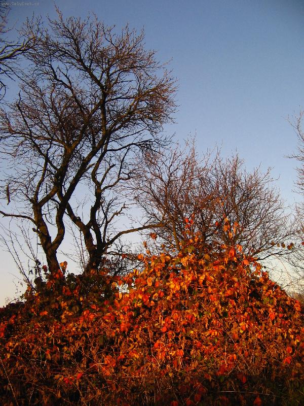 Foto: Listopad