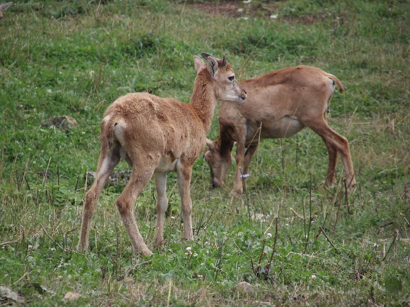 Foto: ZOO Ko�ice