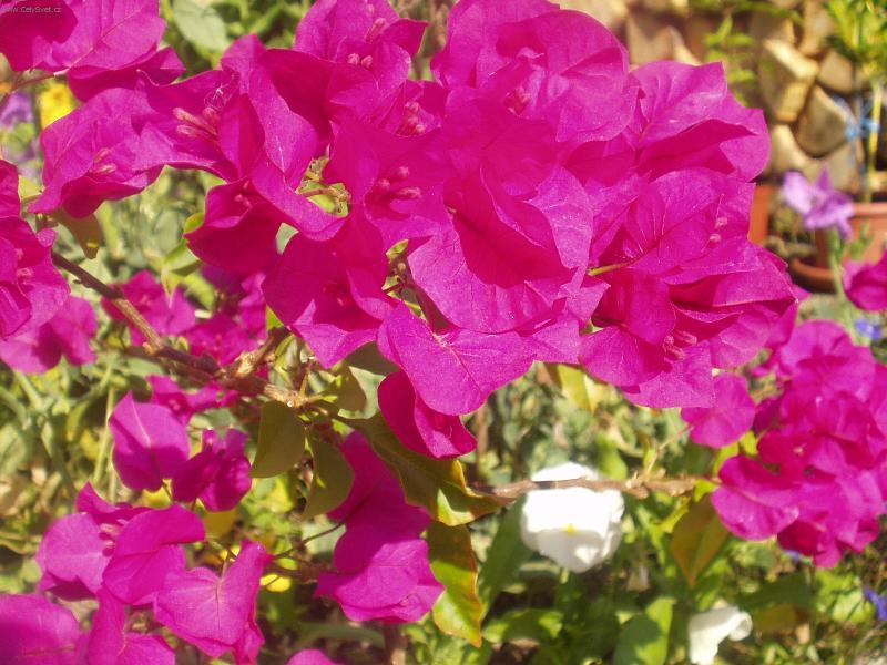 Foto: bouganvilea