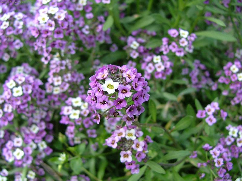 Foto: jaro