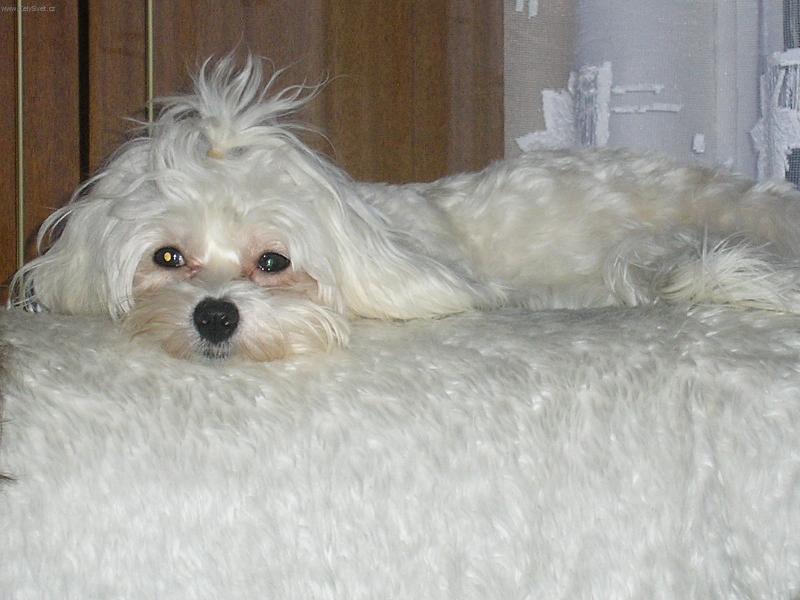 Foto: Nellinka