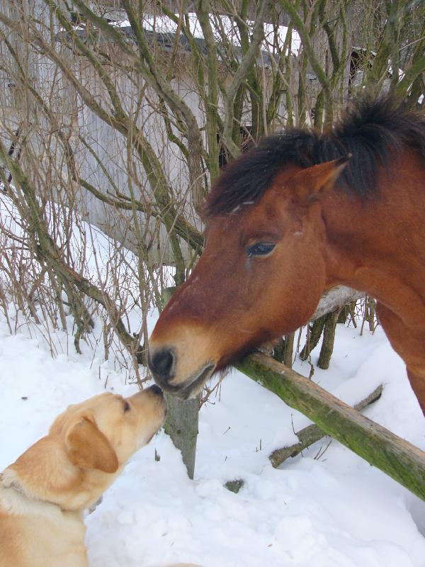 Foto: Dej mi pusu