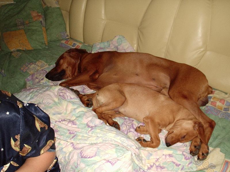 Foto: spanok psou