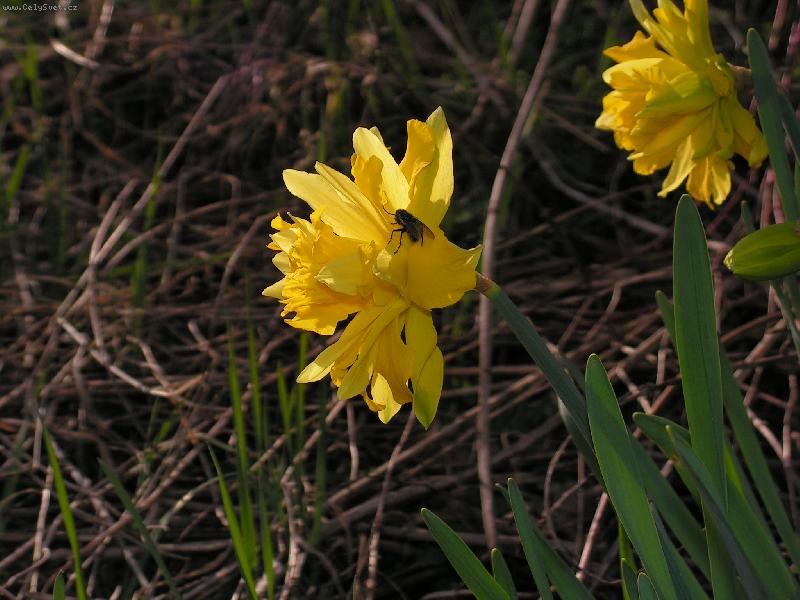 Foto: Narciska