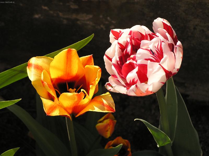 Foto: mamin�iny tulip�ny