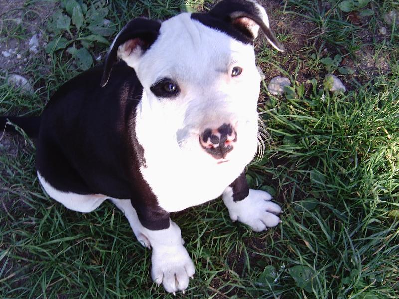 Foto: Fido