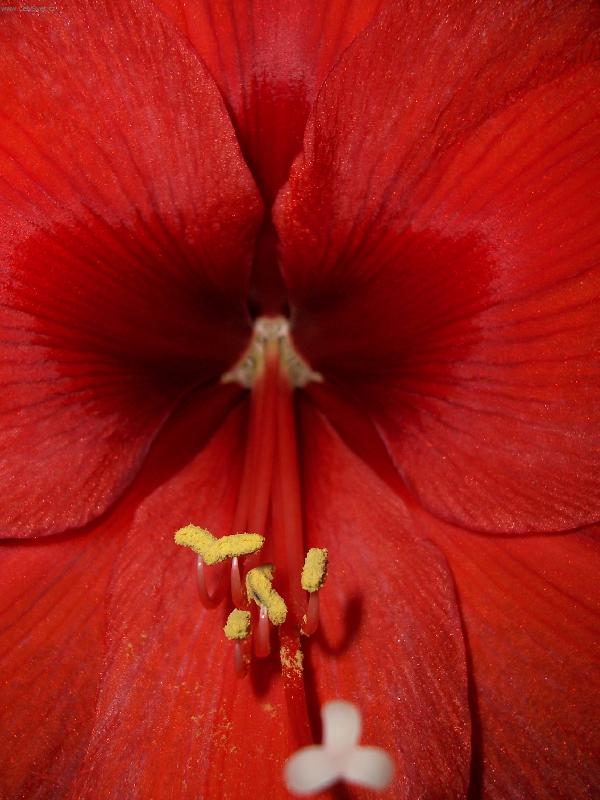 Foto: detail kv�tu