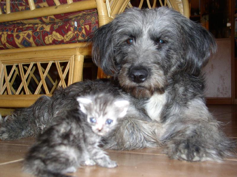 Foto: opatrovn�k
