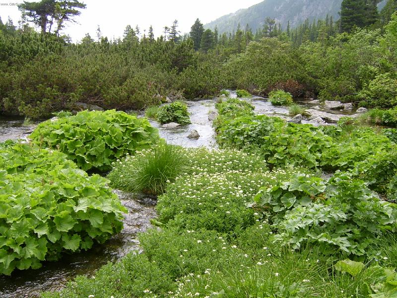 Foto: Dal�� foto ze slovenska-Zhluk rostlinstva a zelen�
