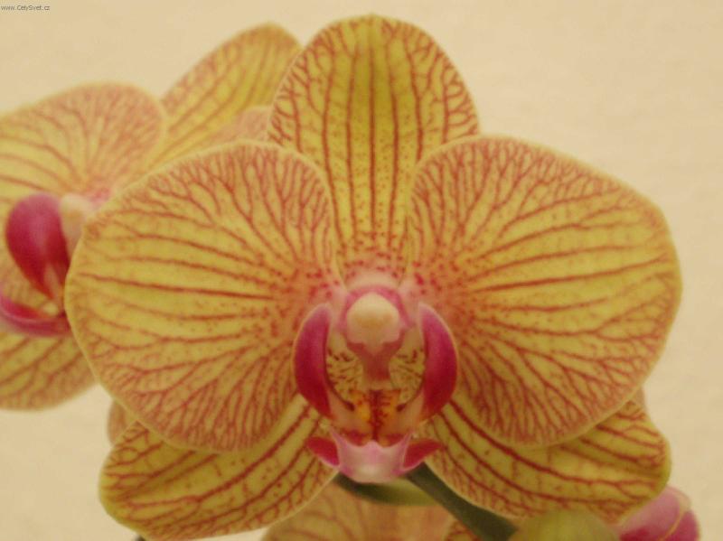 Foto: Orchideje