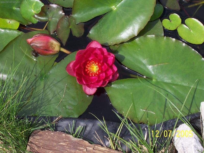 Foto: vodn� rostlina-plavu si po hladin� ani nev�m jak