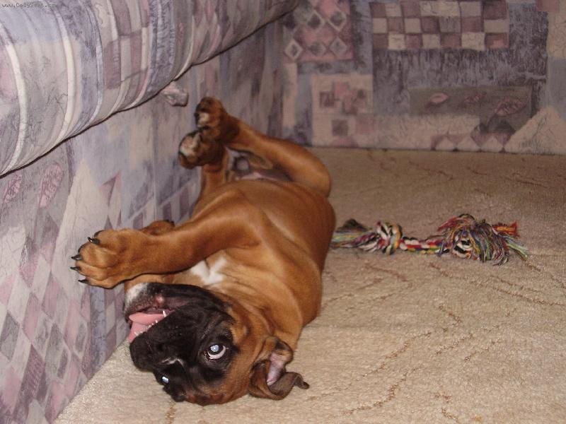 Foto: Boxerka